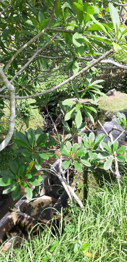 Pondok Tulasi Semaya House Payangan Exterior foto